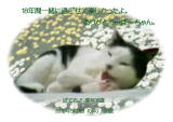 ぽてちちゃんのメモリアル写真　ペット葬儀日：２０１０年５月２日　千葉県よりご依頼
